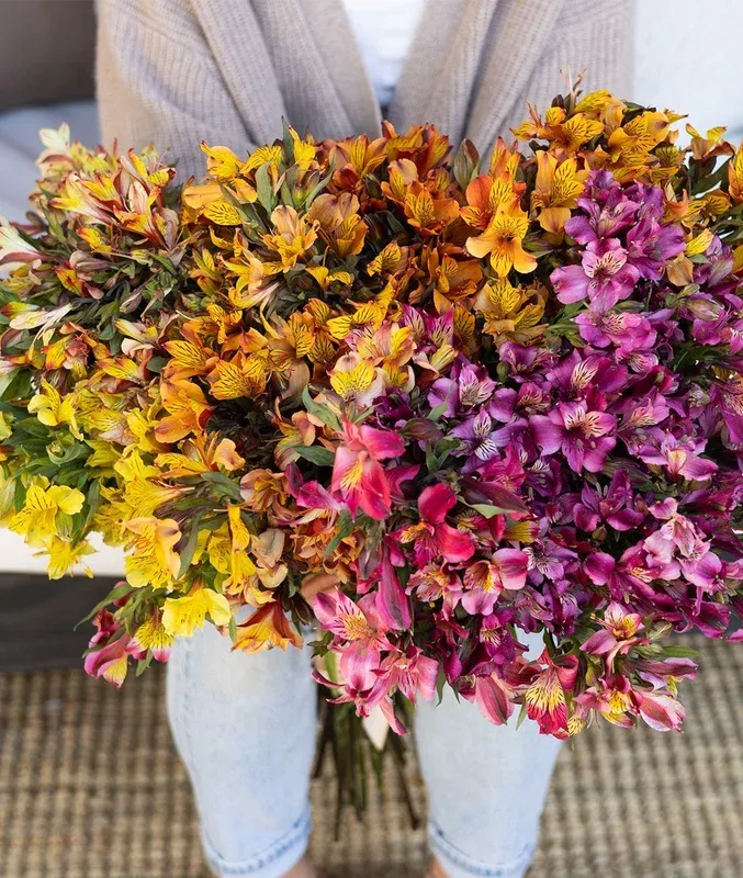 “Alstroemeria Flower seeds for Planting Bright Blooms Heirloom & GMO Free Seeds for Home Garden